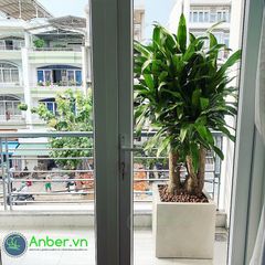 Chậu composite Anber SANTO - Warm Concrete