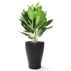 Cây Bạch Mã Hoàng Tử + Chậu composite tự tưới AWS Hera (Màu đá Basalt)