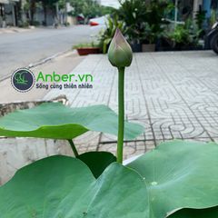 FULL Cây Hoa sen + Chậu composite Anber LOTUS (Màu Sơn Mờ)