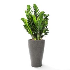 Cây Kim Phát Tài (Kim Tiền) + Chậu composite tự tưới AWS Hera (Màu đá Smartline)