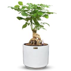 [ĐỂ BÀN] Cây Hạnh Phúc Bonsai + Chậu composite Anber HADES (Sơn Màu) + Tự tưới AWS