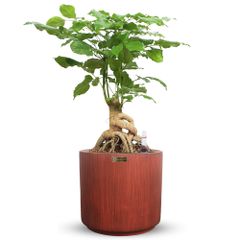 [ĐỂ BÀN] Cây Hạnh Phúc Bonsai + Chậu composite Anber HADES (Sơn Màu) + Tự tưới AWS