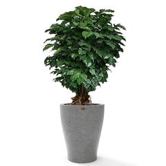 Cây Hạnh Phúc Bonsai + Chậu composite tự tưới AWS Hera (Màu đá Basalt)