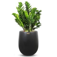 Cây Kim tiền (Kim Phát Tài) + Chậu composite Anber APOLLO (Màu giả đá Smartline) + Tự tưới AWS