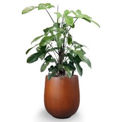 Cây VIOLIN Trụ + Chậu composite Anber APOLLO (Sơn màu) + Tự tưới AWS