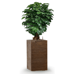 Cây Hạnh Phúc Bonsai + Chậu composite Anber LETO + Tự tưới AWS (Màu đá Ethno Lines)