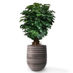 Cây Hạnh Phúc Bonsai + Chậu composite Anber APOLLO (Màu giả đá Wood Rings) + Tự tưới AWS