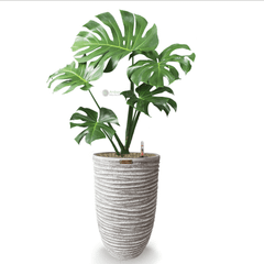 Cây Monstera + Chậu composite Anber OLYMPUS + Tự tưới AWS (Màu đá Ripple Marks)