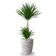 Cây Phát Tài Núi 2 Tầng + Chậu composite Anber OLYMPUS + Tự tưới AWS (Màu đá Ripple Marks)