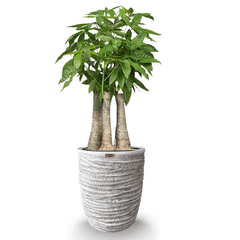 Cây Kim Ngân Phúc Lộc Thọ + Chậu composite Anber OLYMPUS + Tự tưới AWS (Màu đá Ripple Marks)