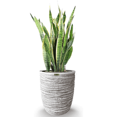 Cây Lưỡi Hổ + Chậu composite Anber OLYMPUS + Tự tưới AWS (Màu đá Ripple Marks)