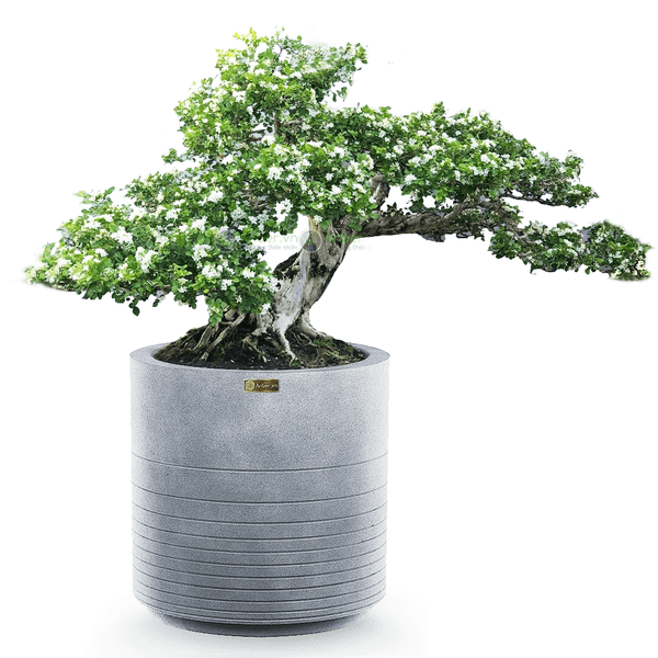 cây hoa nguyệt quế anber bonsai