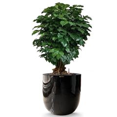 Cây Hạnh Phúc Bonsai + Chậu composite OLYMPUS (Sơn Màu) + Tự tưới AWS