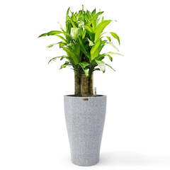 Cây Phát Tài Bộ 5 Cây + Chậu composite tự tưới AWS Hera (Màu đá Smartline)