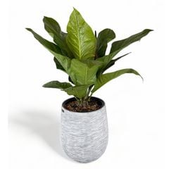 Cây Anthurium Hookeri + Chậu composite Anber APOLLO (Màu giả đá Cliffs) + Tự tưới AWS