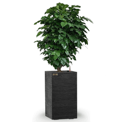 Cây Hạnh Phúc Tán + Chậu composite Anber LETO + Tự tưới AWS (Màu đá Ethno Lines)