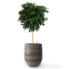 Cây Hạnh Phúc Tree + Chậu composite Anber APOLLO (Màu giả đá Wood Rings) + Tự tưới AWS