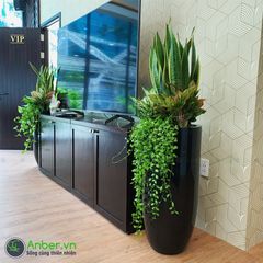 Mix cây + Chậu composite tự tưới AWS Anber 6689