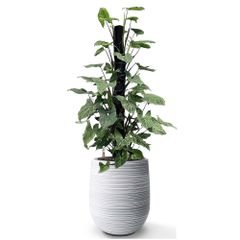 Cây Trầu Bà Lá Bạc + Chậu composite Anber APOLLO (Màu giả đá Wood Rings) + Tự tưới AWS