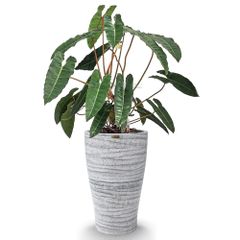 Cây nhập - Kiểng lá Philodendron Billietiae Hạc Cam (Lá ~50cm) + Chậu composite Anber HERA + Tự tưới AWS (Màu đá Ripple Marks)