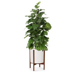 Cây Trầu Bà leo cột + Chậu composite kệ gỗ Anber Wood + Tự tưới AWS (Sơn Màu)