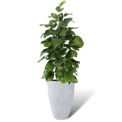 Cây Trầu Bà leo cột + Chậu composite Anber JUNO (Màu giả đá Smartline) + Tự tưới AWS