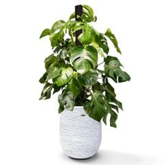 Cây Monstera Leo Cột + Chậu composite Anber APOLLO (Màu giả đá Cliffs) + Tự tưới AWS