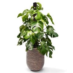 Cây Monstera Leo Cột + Chậu composite Anber APOLLO (Màu giả đá Cliffs) + Tự tưới AWS