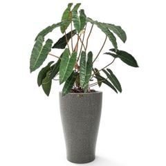 Cây nhập - Kiểng lá Philodendron Billietiae Hạc Cam (Lá ~50cm)   + Chậu composite Anber HERA + Tự tưới AWS (Màu đá Smartline)