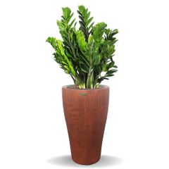 Cây Kim Tiền + Chậu composite Anber HERA (Sơn Màu) + Tự tưới AWS