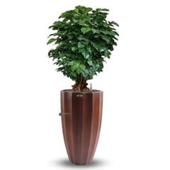 Cây Hạnh Phúc Bonsai + Chậu composite Anber HESTIA (Sơn màu) + Tự tưới AWS