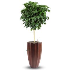 Cây Hanh Phúc Tree + Chậu composite Anber HESTIA (Sơn màu) + Tự tưới AWS