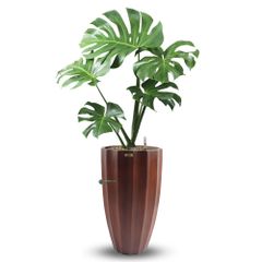 Cây Monstera + Chậu composite Anber HESTIA (Sơn màu) + Tự tưới AWS