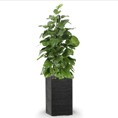 Cây Trầu Bà leo cột + Chậu composite Anber LETO + Tự tưới AWS (Màu đá Ethno Lines)