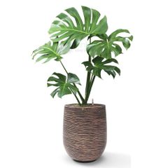 Cây Trầu Bà Nam Mỹ Monstera + Chậu composite Anber APOLLO (Màu giả đá Cliffs) + Tự tưới AWS