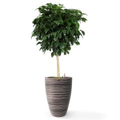 Cây Hạnh Phúc Tree + Chậu composite Anber JUNO (Màu giả đá Wood Rings) + Tự tưới AWS