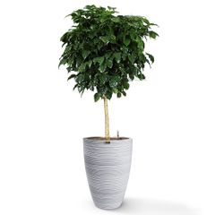 Cây Hạnh Phúc Tree + Chậu composite Anber JUNO (Màu giả đá Wood Rings) + Tự tưới AWS