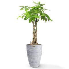 Cây Kim Ngân Bính + Chậu composite Anber JUNO (Màu giả đá Wood Rings) + Tự tưới AWS