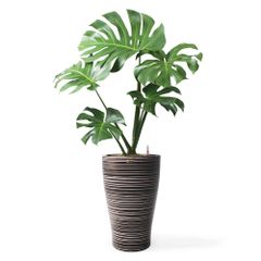 Cây Monstera + Chậu composite Anber HERA + Tự tưới AWS (Màu đá Wood Rings)