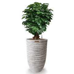 Cây Hạnh Phúc Bonsai + Chậu composite OLYMPUS + Tự tưới AWS (Màu đá Ripple Marks)