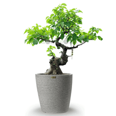 [GỐC TRUNG] Cây Sung Bonsai + Chậu composite XXL VESTA (Màu đá Cliffs)