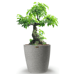 [GỐC ĐẠI] Cây Sung Bonsai + Chậu composite XXL VESTA (Màu đá Cliffs)