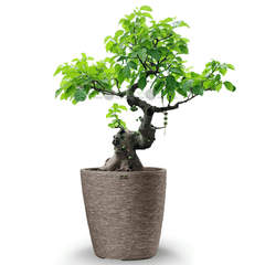 [GỐC TRUNG] Cây Sung Bonsai + Chậu composite XXL VESTA (Màu đá Cliffs)