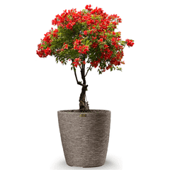 Cây Hoa Giấy Đỏ Lửa Bonsai + Chậu composite Anber VESTA (Màu đá Cliffs)