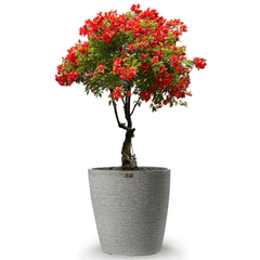 Cây Hoa Giấy Đỏ Lửa Bonsai + Chậu composite Anber VESTA (Màu đá Cliffs)