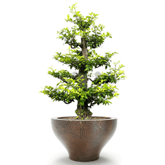 Cây Hoa Mai Chiếu Thủy + Chậu composite Anber LOTUS (Màu đá Ethno Around)