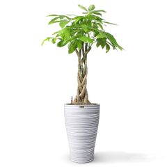 Cây Kim Ngân Bính + Chậu composite Anber HERA + Tự tưới AWS (Màu đá Wood Rings)