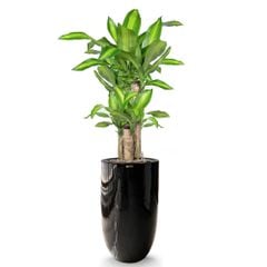 Cây Phát Tài Bộ 5 Cây + Chậu composite Anber OLYMPUS (Sơn Màu) + Tự tưới AWS