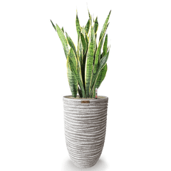 Cây Lưỡi Hổ + Chậu composite Anber OLYMPUS + Tự tưới AWS (Màu đá Ripple Marks)