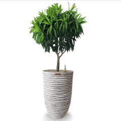 Cây Trúc Bách Hợp + Chậu composite Anber OLYMPUS + Tự tưới AWS (Màu đá Ripple Marks)